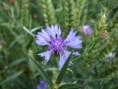 /album/inzigkofen-donau-der-krautergarten/dscf1183-jpg/